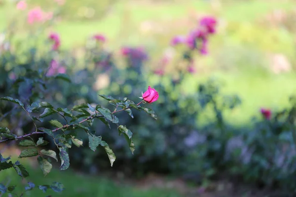 Hermoso Jardín Rosas Fotografía Cerca — Foto de Stock