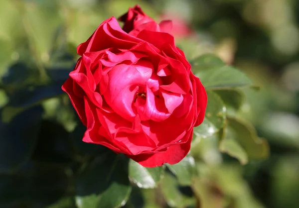 美丽的玫瑰园被拍特写 — 图库照片