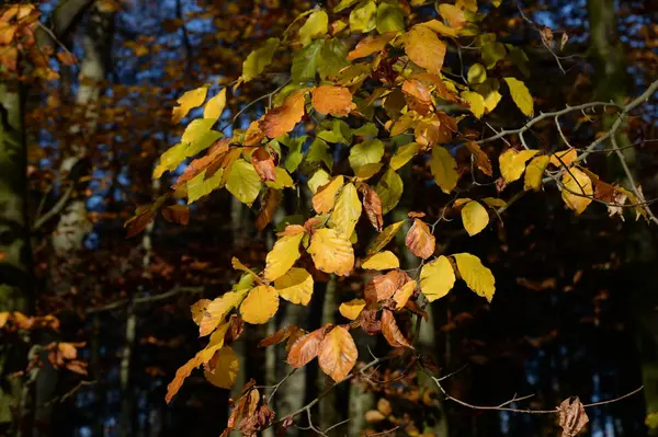 Festői Kilátás Gyönyörű Kastély Park — Stock Fotó