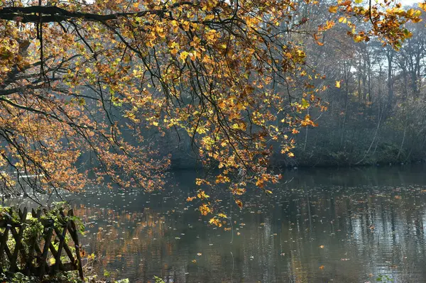 Vacker Utsikt Över Vacker Slottspark — Stockfoto