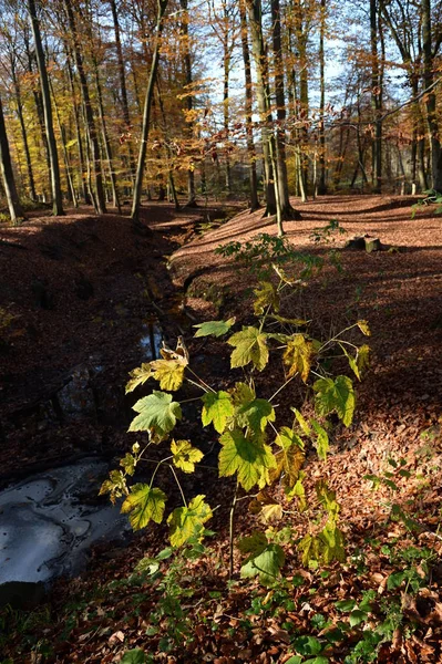 Festői Kilátás Gyönyörű Kastély Park — Stock Fotó