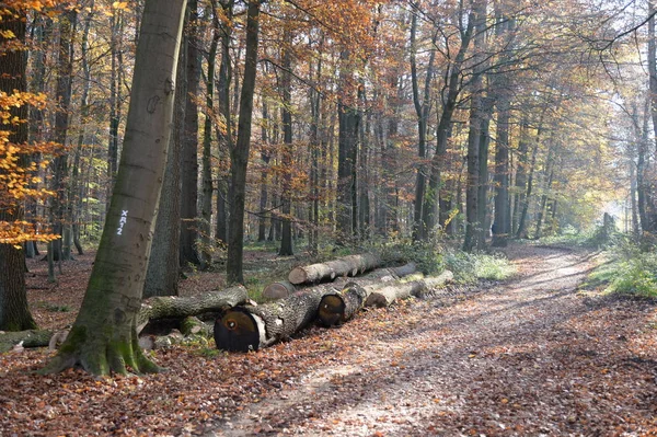 Vue Panoramique Sur Magnifique Parc Château — Photo