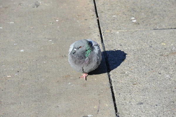 Vue Panoramique Sur Les Pigeons — Photo