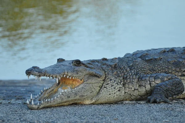 Crocodilos Jacaré Vida Selvagem Predador Réptil Perigoso — Fotografia de Stock