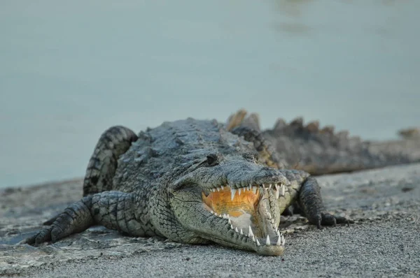 Aligátor Everglades Nemzeti Parkban — Stock Fotó