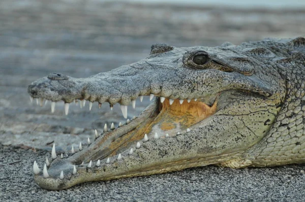 Aligatore Nel Parco Nazionale Delle Everglades — Foto Stock