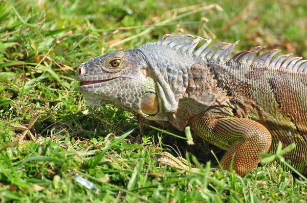Exotic Animal Iguana Lizard — Stock Photo, Image