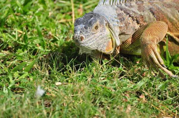 Animal Exotique Iguane Lézard — Photo