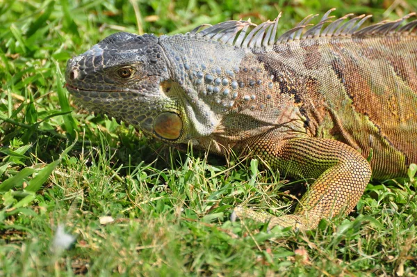 Egzotik Hayvan Iguana Kertenkelesi — Stok fotoğraf