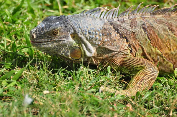 Exotiska Djur Leguanödla — Stockfoto