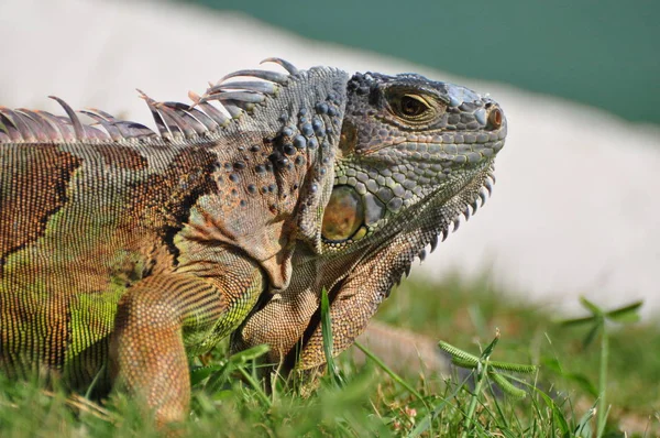 Animal Exótico Lagarto Iguana —  Fotos de Stock