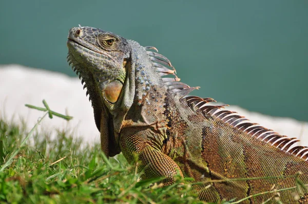 Animal Exotique Iguane Lézard — Photo