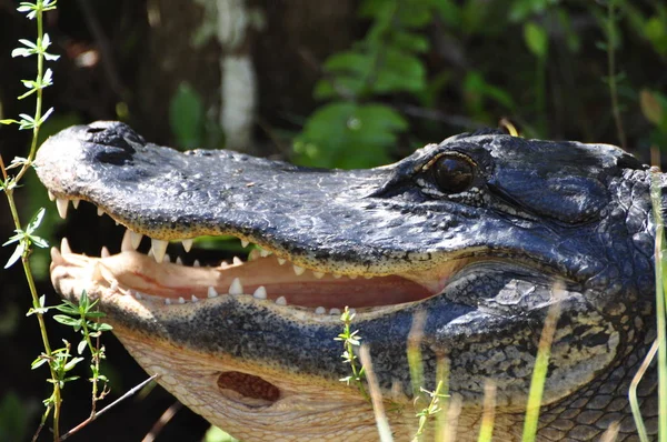Aligatore Nel Parco Nazionale Delle Everglades — Foto Stock