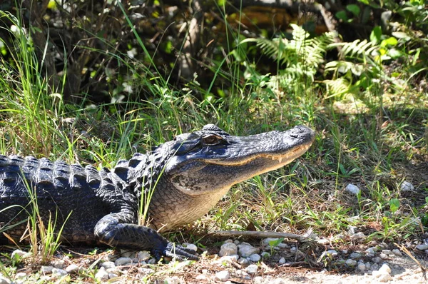 Aligator Everglades Nationalpark — Stockfoto