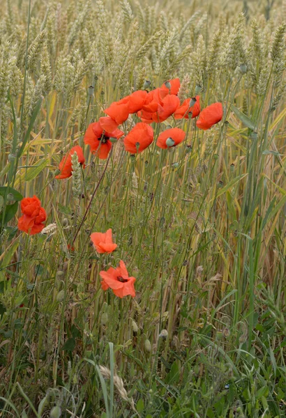 Close Uitzicht Mooie Wilde Papaver Bloemen — Stockfoto