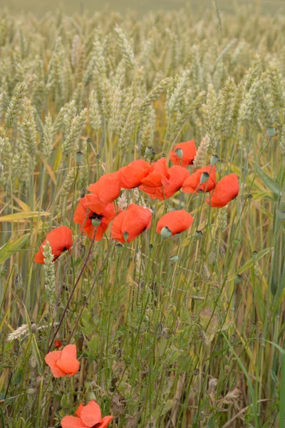 Papoula Klatschmohn Flor Flores Flores Vermelho Natureza Planta Plantas Verão — Fotografia de Stock