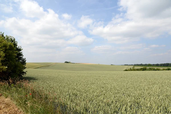 Άποψη Του Cornfield Έννοια Της Γεωργίας — Φωτογραφία Αρχείου