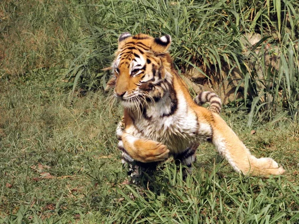 Молодой Тигр Траве — стоковое фото