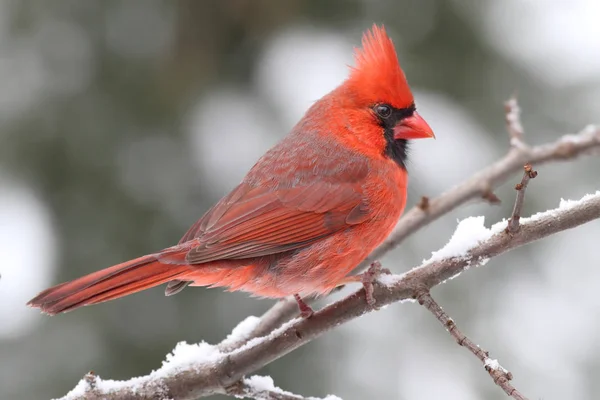 Mężczyzna Northern Cardinal Cardinalis Cardinalis Gałęzi Burza Śnieżna — Zdjęcie stockowe