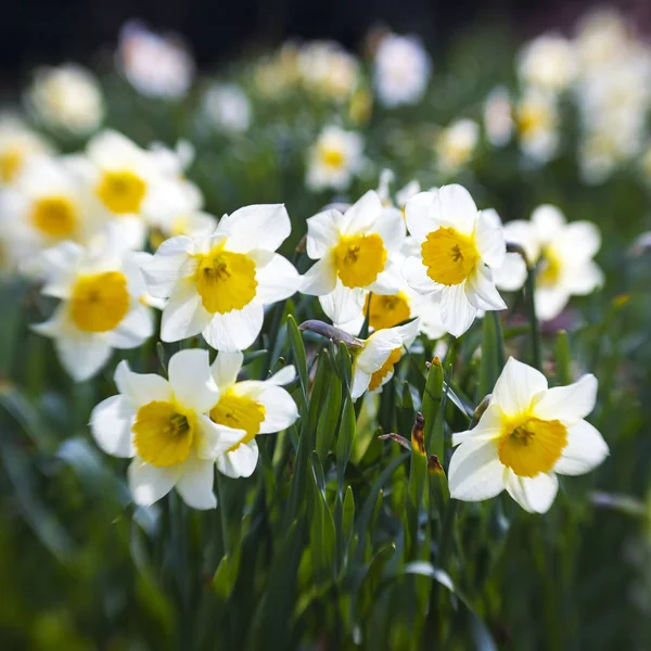 Narcisi Bianchi Nel Parco Primavera — Foto Stock