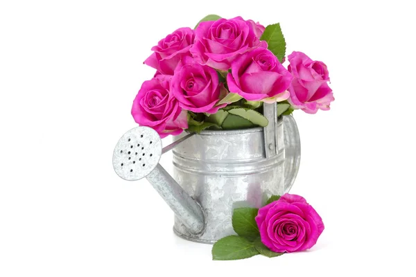 Pink Roses Watering Can — Stock Photo, Image