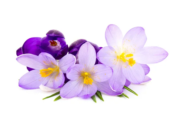 Crocus Witte Achtergrond Verse Lentebloemen — Stockfoto