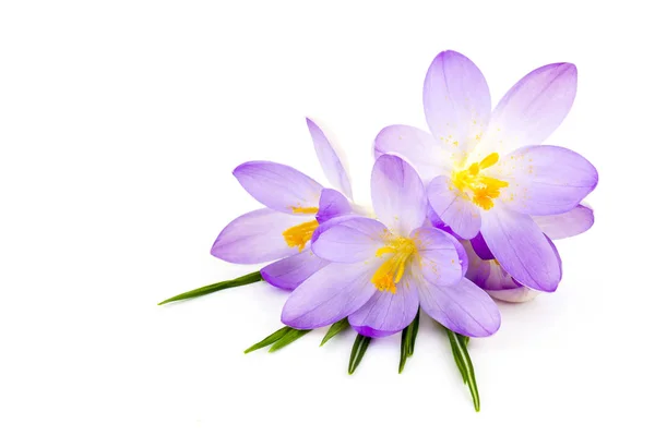 Crocus Witte Achtergrond Verse Lentebloemen — Stockfoto