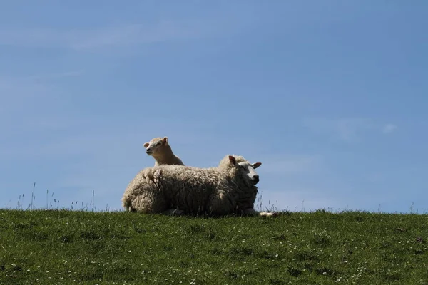 Jonge Dieren Selectieve Focus — Stockfoto