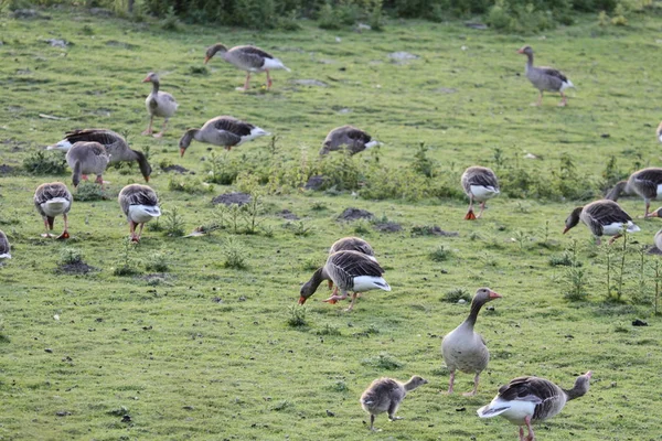 Graugans Oder Gänse — Stockfoto