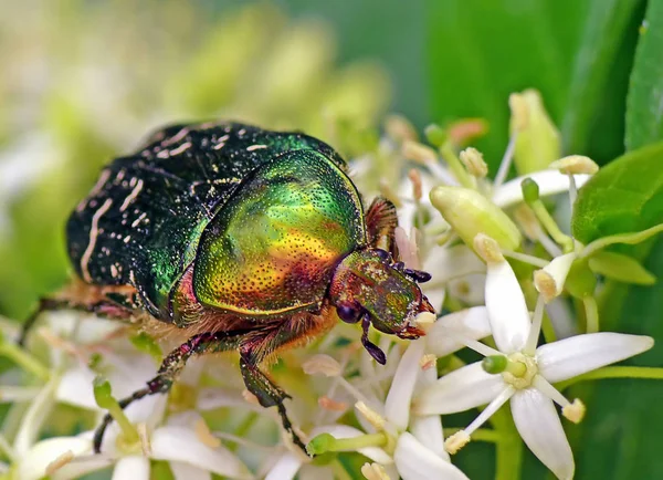 Rosa Chafer Cetonia Aurata — Fotografia de Stock