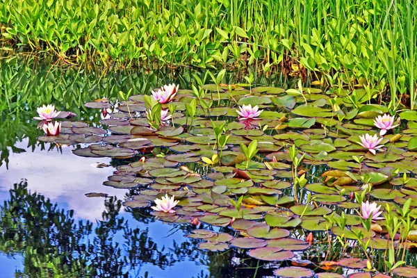 Naturalny Staw Ogrodowy Liliami Wodnymi — Zdjęcie stockowe