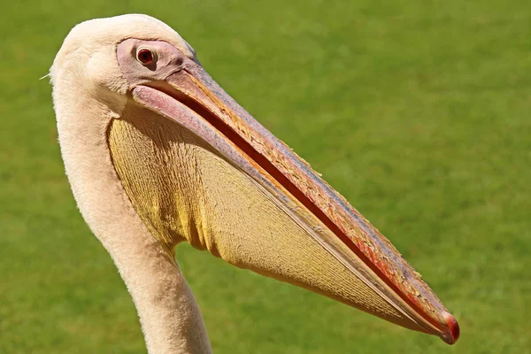 Vista Panorâmica Pássaro Pelicano Vida Selvagem — Fotografia de Stock