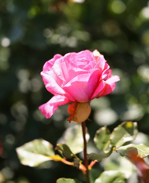 Hermoso Jardín Rosas Fotografía Cerca —  Fotos de Stock