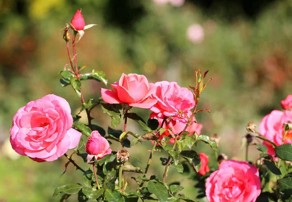 Όμορφος Κήπος Τριαντάφυλλα Φωτογραφίζεται Κοντά — Φωτογραφία Αρχείου
