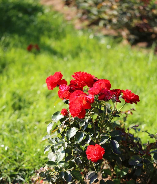 Hermoso Jardín Rosas Fotografía Cerca — Foto de Stock