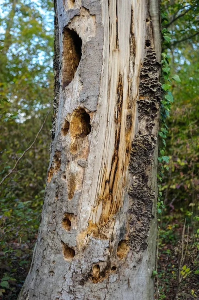 morscher tree trunk with woodpecker holes and mushroom