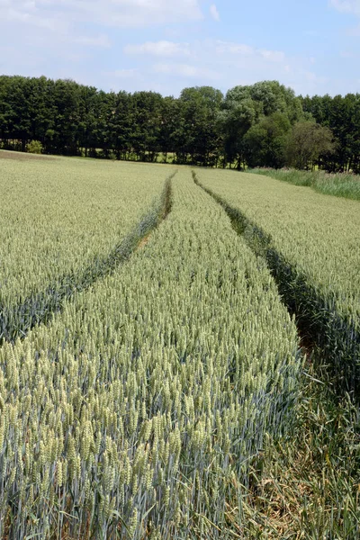 Кукурудзяне Поле Полів Полів Пшениці Пшениці Полів Кукурудзи Кукурудзи Шкіри — стокове фото