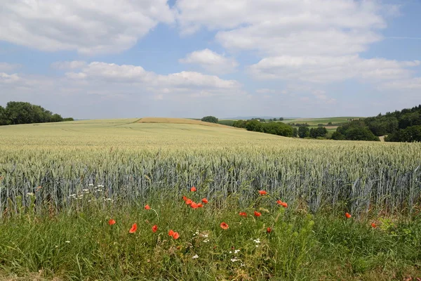 Blick Auf Maisfeld Landwirtschaftliches Konzept — Stockfoto