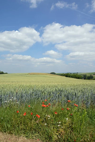 Maisfeld Ernte Feld Felder Weizen Weizenfeld Getreidefelder Maisfeld Himmel Landschaft — Stockfoto