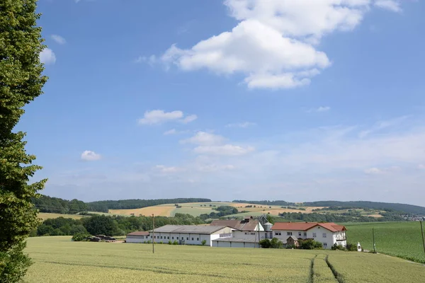 Syn Majsfält Jordbrukskoncept — Stockfoto