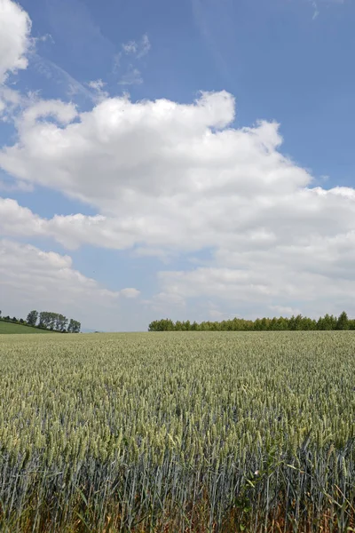Вид Кукурузного Поля Концепция Культуры — стоковое фото