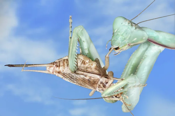 Prier Mantis Insecte Insecte — Photo