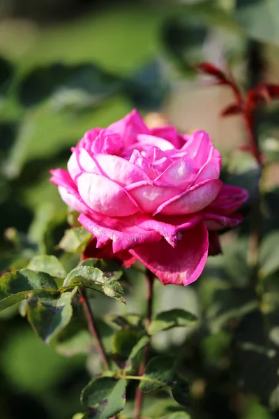 Gyönyörű Rózsakert Fényképezett Közelről — Stock Fotó