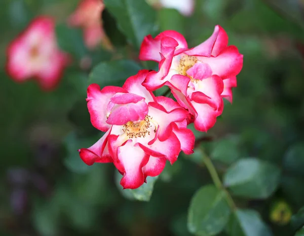 Belo Jardim Rosas Fotografado Perto — Fotografia de Stock