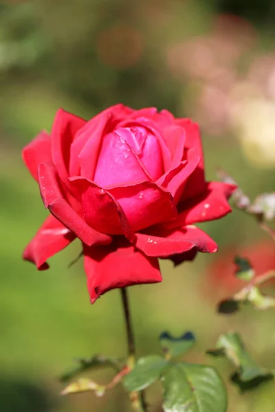 Krásná Růžová Zahrada Fotografovat Zblízka — Stock fotografie