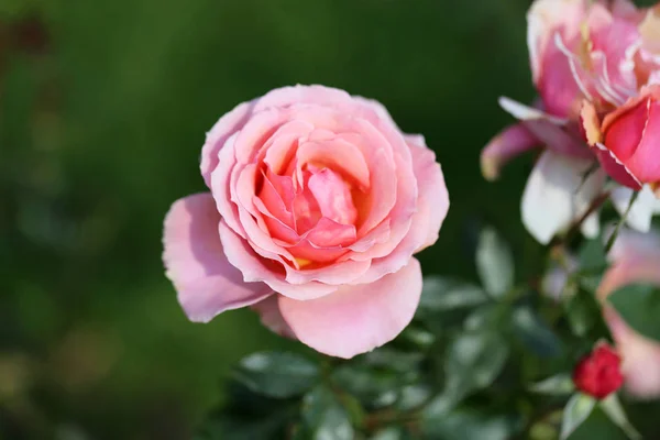 Розовый Сад Мбаппе Фотографируют Крупным Планом — стоковое фото