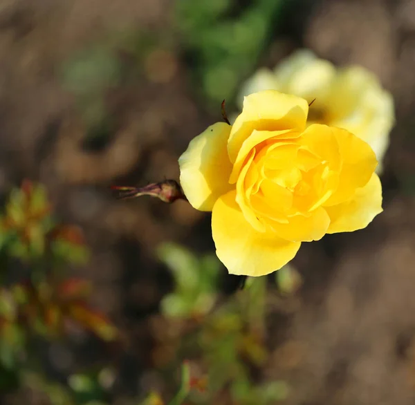 Schöner Rosengarten Wird Aus Nächster Nähe Fotografiert — Stockfoto