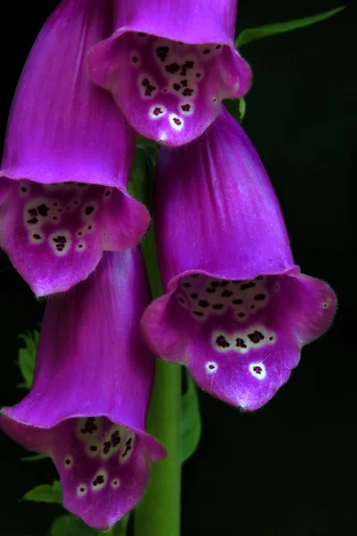 Foxglove Flower Bells Flora — Stock Photo, Image