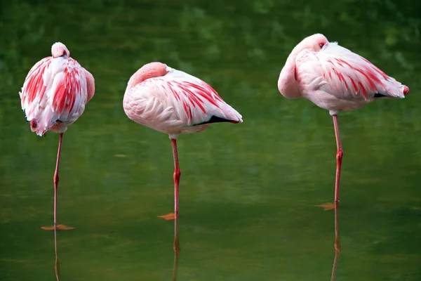 Flamingos Herd — Stockfoto