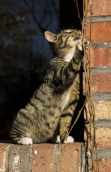 Porträtt Söt Katt — Stockfoto